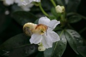 Après la pluie, Escargot et fleur