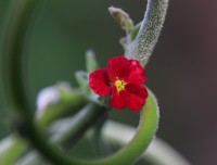 Emergence Rouge