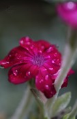 Après la pluie, Fleur carmin