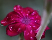 Après la pluie, Fleur carmin