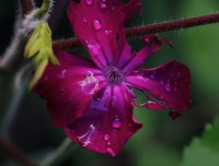 Après la pluie, Fleur vaillante